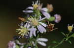 Common blue wood aster
